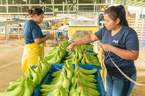 Chiquita: Frauenpower auf lateinamerikanischen Farmen