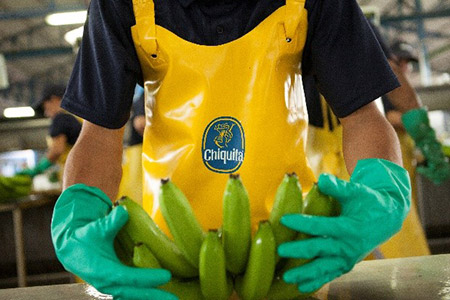 Führend beim Kampf gegen die Bananenkrankheit