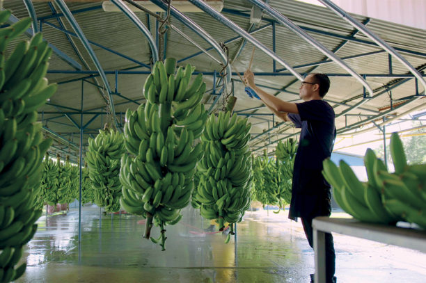 Farmer’s code Chiquitas Nachhaltigkeit 