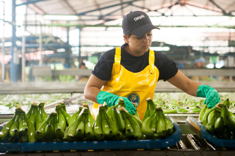 Wasser-Fußabdruck-Management auf Chiquita Farmen spart 1,8 Milliarden Liter Wasser pro Jahr ein - 1