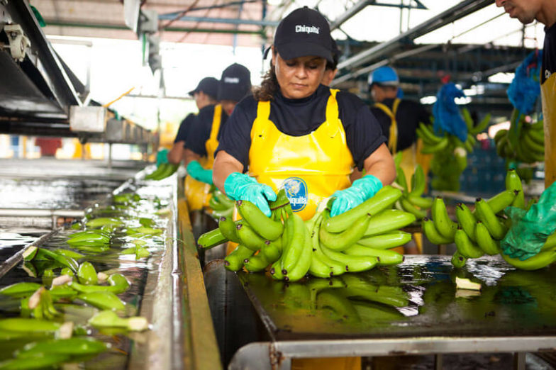 Wasser-Fußabdruck-Management auf Chiquita Farmen spart 1,8 Milliarden Liter Wasser pro Jahr ein - 3