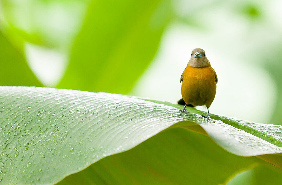 Biodiversität und wie Chiquita den Weg weist