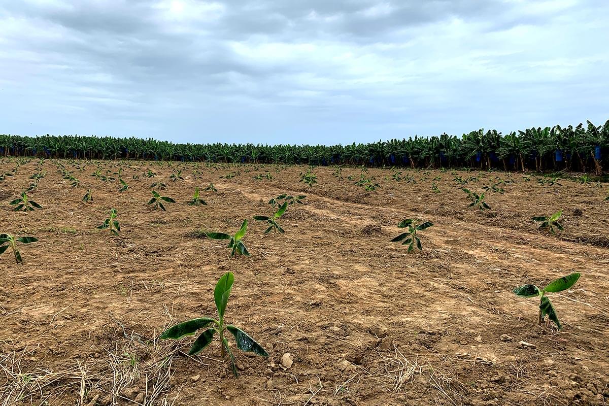 Unser Engagement für eine nachhaltige Landwirtschaft | Chiquita