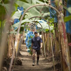 Chiquita Bananen auf der Farm: alles dreht sich um Nachhaltigkeit