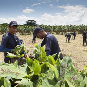 Chiquita wahrt Kontinuität in seiner Mission der nachhaltigen Landwirtschaft