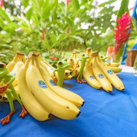 Chiquita sichert dem Nogal-Reservat anlässlich seines 20-jährigen Bestehens weitere 10 Jahre Schutz zu.